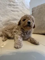 Luka, a male Maltipoo for sale in Fayetteville, NC – Photo 4 of 9