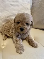 Luka, a male Maltipoo for sale in Fayetteville, NC – Photo 7 of 9