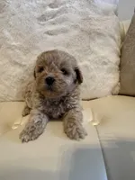 Luka, a male Maltipoo for sale in Fayetteville, NC – Photo 2 of 9