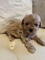 Luka, a male Maltipoo for sale in Fayetteville, NC – Photo 6 of 9