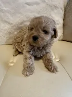 Luka, a male Maltipoo for sale in Fayetteville, NC – Photo 3 of 9