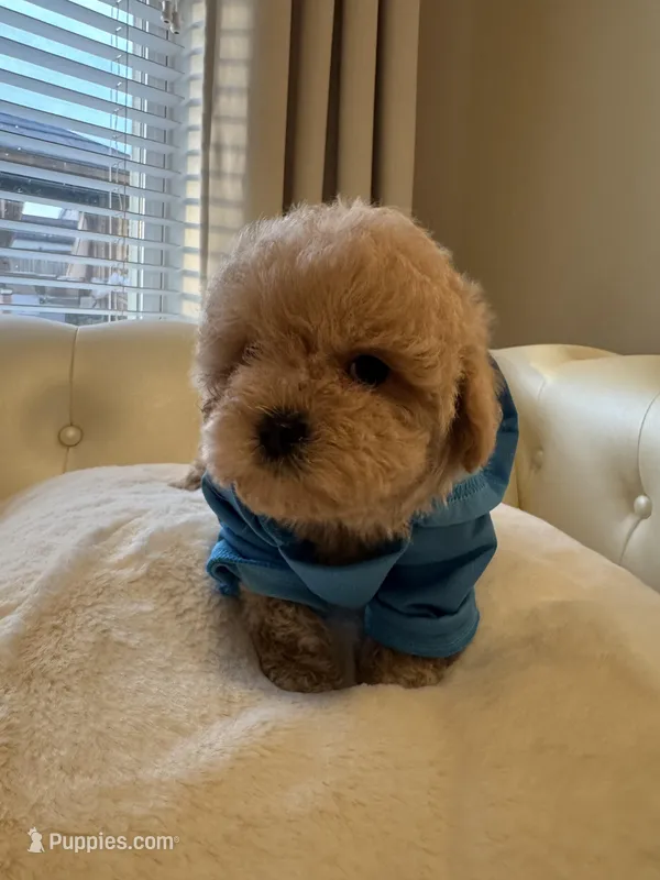 Luka – Maltipoo puppy for sale in Fayetteville, NC