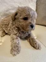 Luka, a male Maltipoo for sale in Fayetteville, NC – Photo 8 of 9