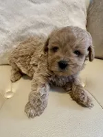 Luka, a male Maltipoo for sale in Fayetteville, NC – Photo 9 of 9