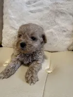 Luka, a male Maltipoo for sale in Fayetteville, NC – Photo 5 of 9