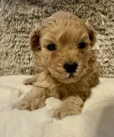 Markle, a male Maltipoo and Poodle - Toy  for sale in Fayetteville, NC – 4 of 9