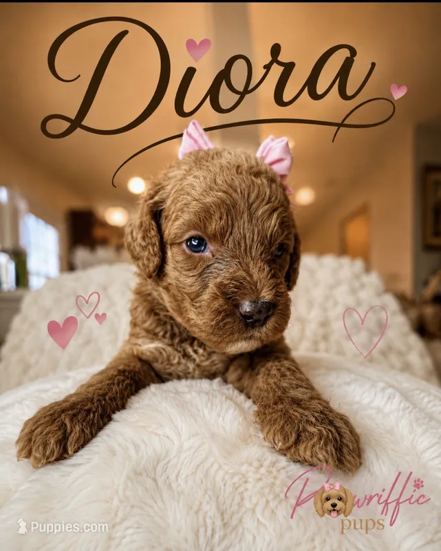 Doria – Goldendoodle puppy for sale in Fayetteville, NC