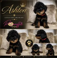 Ashton, a male Poodle - Toy  for sale in Fayetteville, NC – 2 of 2