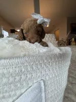 Remmi, a female Goldendoodle for sale in Fayetteville, NC – 9 of 10