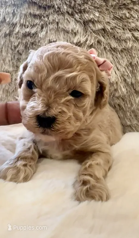 Harley Quinn  – Maltipoo, Poodle - Toy  puppy for sale in Fayetteville, NC