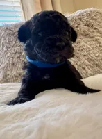 Batman , a male Maltipoo and Poodle - Toy  for sale in Fayetteville, NC – 5 of 8