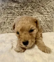Markle, a male Maltipoo and Poodle - Toy  for sale in Fayetteville, NC – 8 of 9