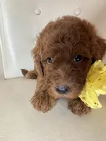 Fendi, a female Goldendoodle for sale in Fayetteville, NC – 4 of 10