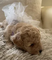 Lois Lane, a female Maltipoo and Poodle - Toy  for sale in Fayetteville, NC – 4 of 9