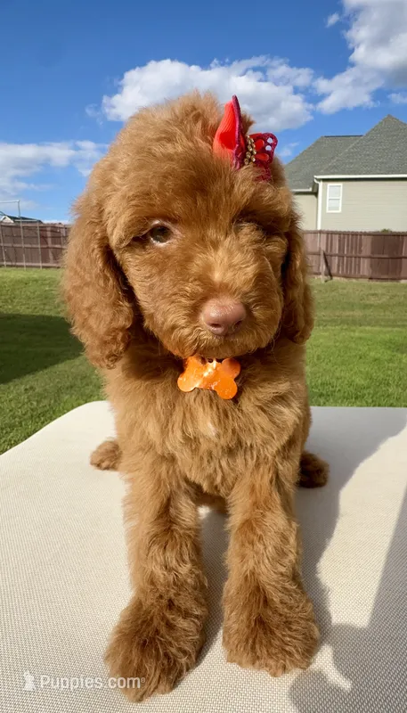 Remmi – Goldendoodle puppy for sale in Fayetteville, NC