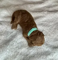 Fendi, a female Goldendoodle for sale in Fayetteville, NC – 4 of 6