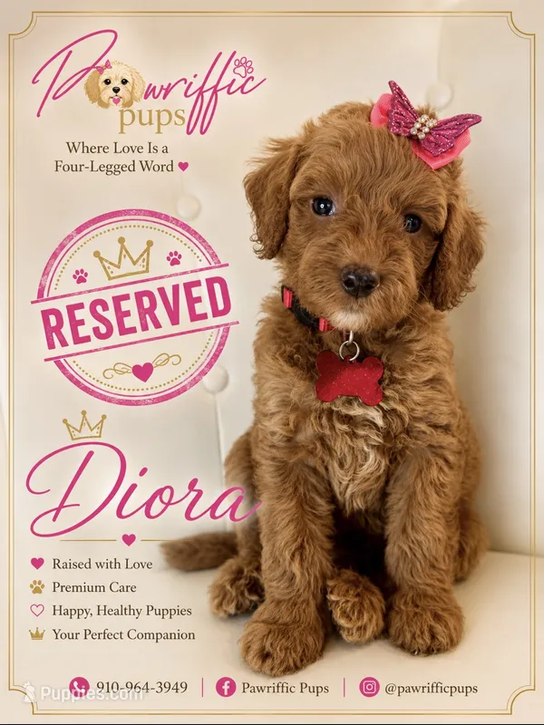 Doria – Goldendoodle puppy on hold in Fayetteville, NC