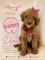 Doria, a female Goldendoodle for sale in Fayetteville, NC – 1 of 10