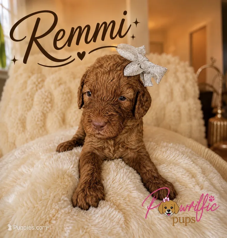 Remmi – Goldendoodle puppy for sale in Fayetteville, NC