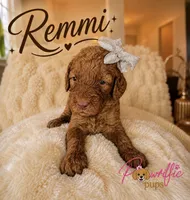 Remmi, a female Goldendoodle for sale in Fayetteville, NC – 1 of 10