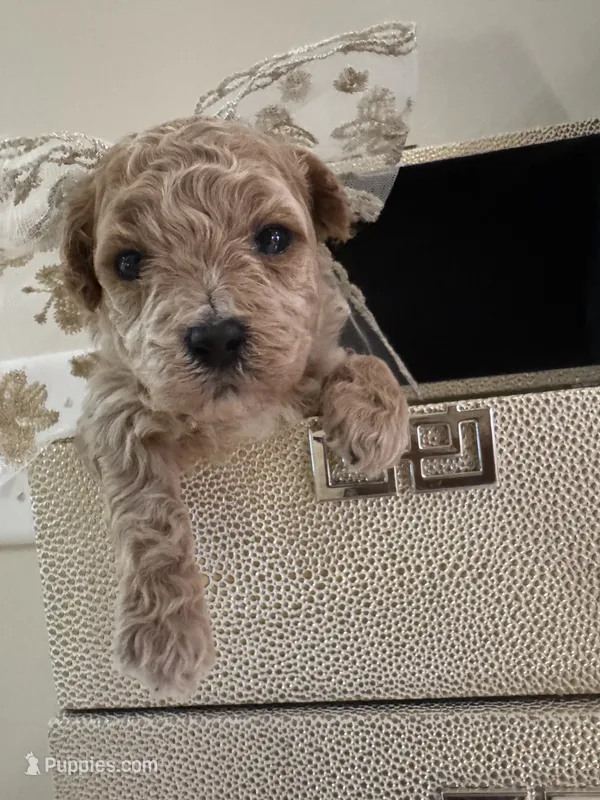 Daisy Duke  – Maltipoo, Poodle - Toy  puppy for sale in Fayetteville, NC