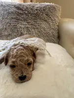 Daisy Duke , a female Maltipoo and Poodle - Toy  for sale in Fayetteville, NC – 8 of 10