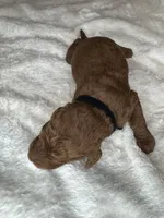 Bottega , a male Goldendoodle for sale in Fayetteville, NC – 4 of 6