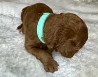 Fendi, a female Goldendoodle for sale in Fayetteville, NC – 3 of 6