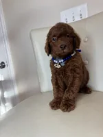 Bottega , a male Goldendoodle for sale in Fayetteville, NC – 5 of 10