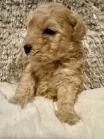 Markle, a male Maltipoo and Poodle - Toy  for sale in Fayetteville, NC – 7 of 9