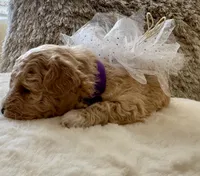 Lois Lane, a female Maltipoo and Poodle - Toy  for sale in Fayetteville, NC – 5 of 9