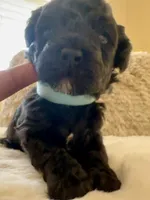 Robin, a male Maltipoo and Poodle - Toy  for sale in Fayetteville, NC – 2 of 8