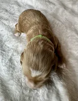 Rumi , a female Goldendoodle for sale in Fayetteville, NC – 1 of 7