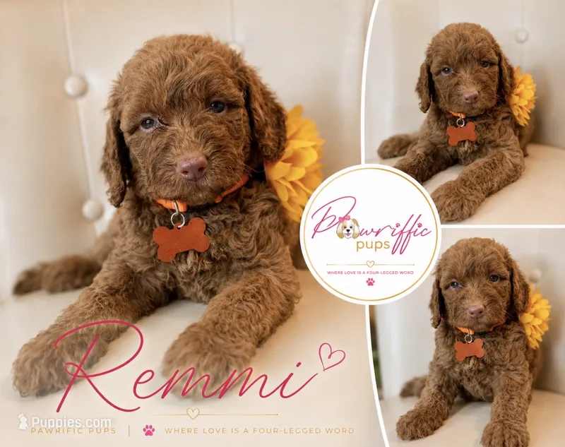 Remmi – Goldendoodle puppy for sale in Fayetteville, NC