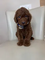 Bottega , a male Goldendoodle for sale in Fayetteville, NC – 7 of 10
