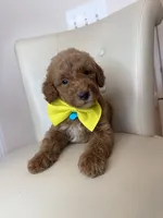 Sebastian , a male Goldendoodle for sale in Fayetteville, NC – 7 of 10