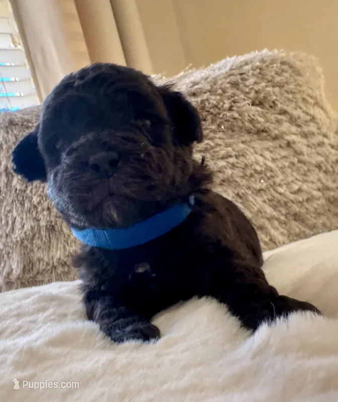 Batman  – Maltipoo, Poodle - Toy  puppy for sale in Fayetteville, NC
