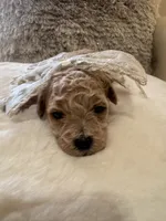 Daisy Duke , a female Maltipoo and Poodle - Toy  for sale in Fayetteville, NC – 3 of 10
