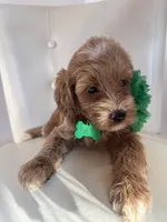 Lyra, a female Goldendoodle for sale in Fayetteville, NC – 6 of 9