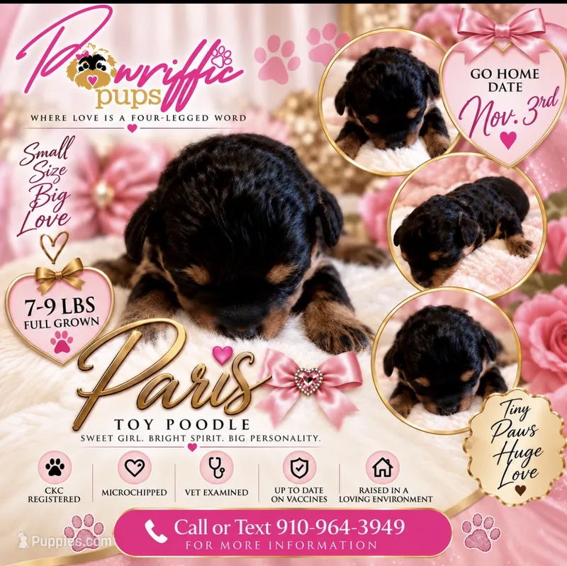 Paris  – Poodle - Toy  puppy for sale in Fayetteville, NC