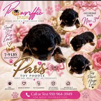 Paris , a female Poodle - Toy  for sale in Fayetteville, NC – 1 of 2