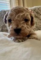Harley Quinn , a female Maltipoo and Poodle - Toy  for sale in Fayetteville, NC – 8 of 9