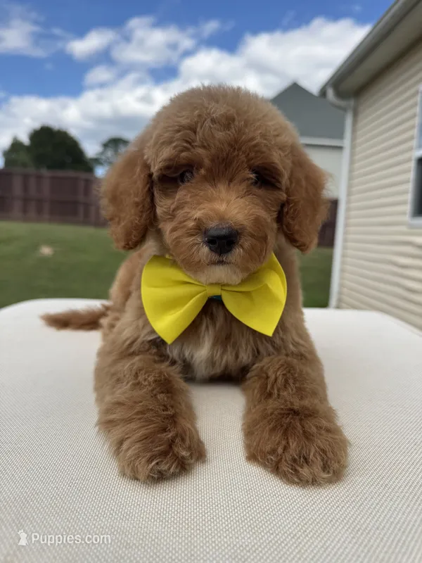 Sebastian  – Goldendoodle puppy for sale in Fayetteville, NC