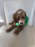 Lyra, a female Goldendoodle for sale in Fayetteville, NC – 4 of 9