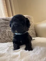 Robin, a male Maltipoo and Poodle - Toy  for sale in Fayetteville, NC – 4 of 8
