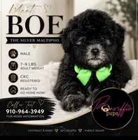 BOE (Maltipoo), a male Maltipoo and Poodle - Toy  for sale in Fayetteville, NC – 1 of 10