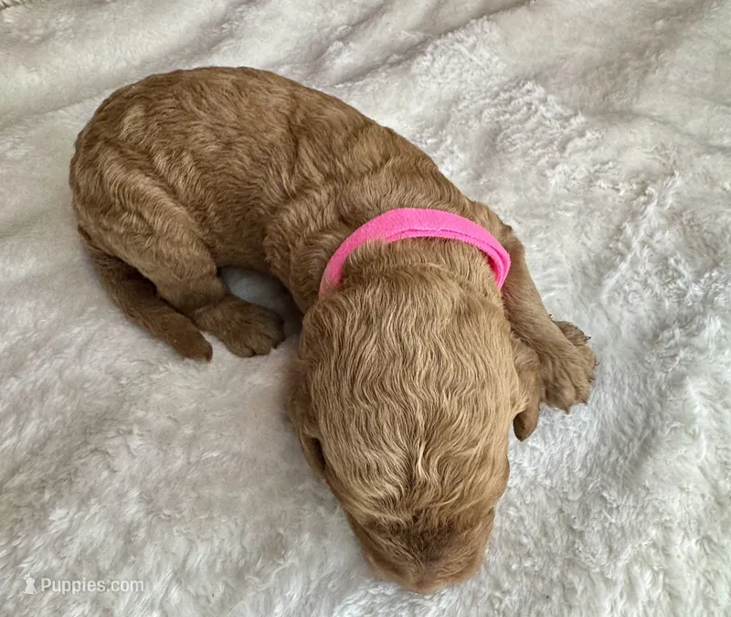 Noelle  – Goldendoodle puppy for sale in Fayetteville, NC