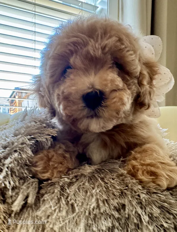 Daisy  – Maltipoo, Poodle - Toy  puppy for sale in Fayetteville, NC