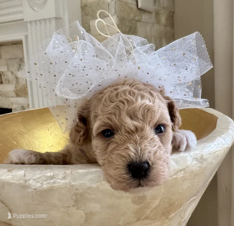 Lois Lane – Maltipoo, Poodle - Toy  puppy for sale in Fayetteville, NC