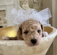Lois Lane, a female Maltipoo and Poodle - Toy  for sale in Fayetteville, NC – 1 of 9